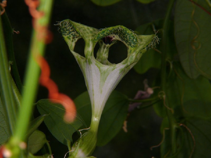 Asclepiadoideae Seidenpflanzengewächse ( Hoya , Stapelia etc.) Seite 3
