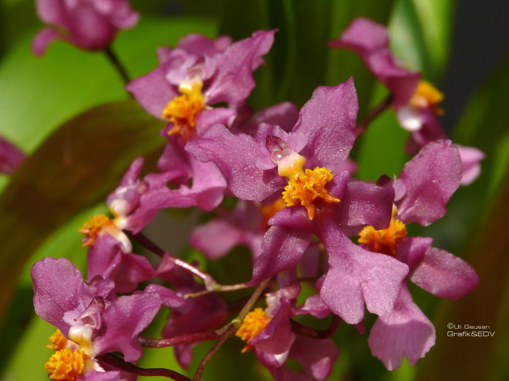 Oncidium ornithorhynchum