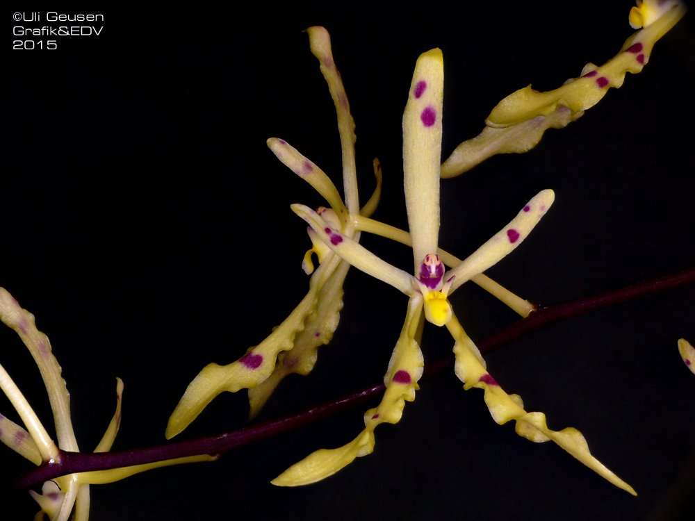 Renanthera monachica