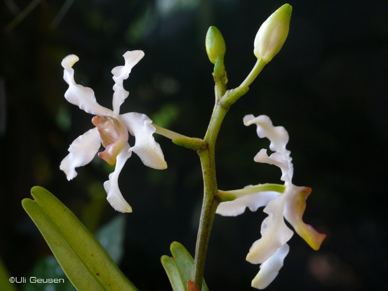 Vandopsis%20undulata%20P1190975.jpg