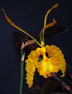 Psychopsis Mariposa