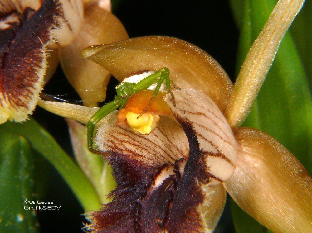 Coel. fimbriata mit Krabbenspinne