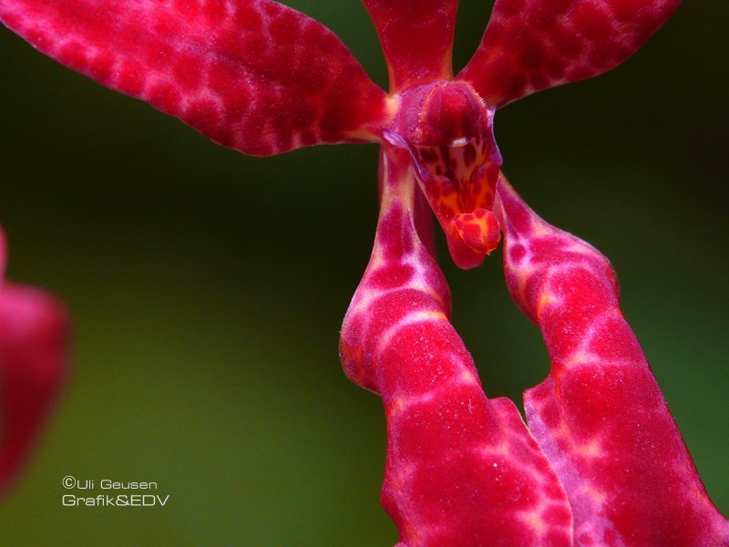 Renanthera bella