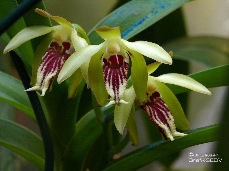 Vanda cristata