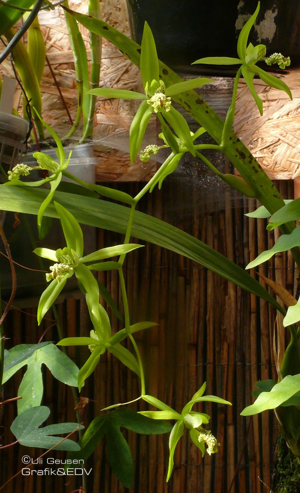 Coelogyne verrucosa