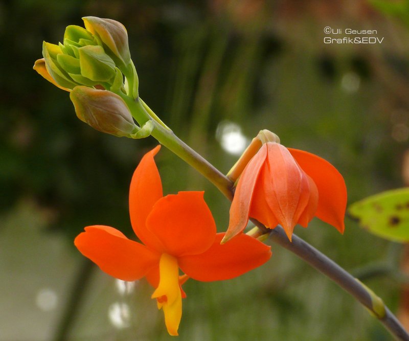 Encyclia vitellina