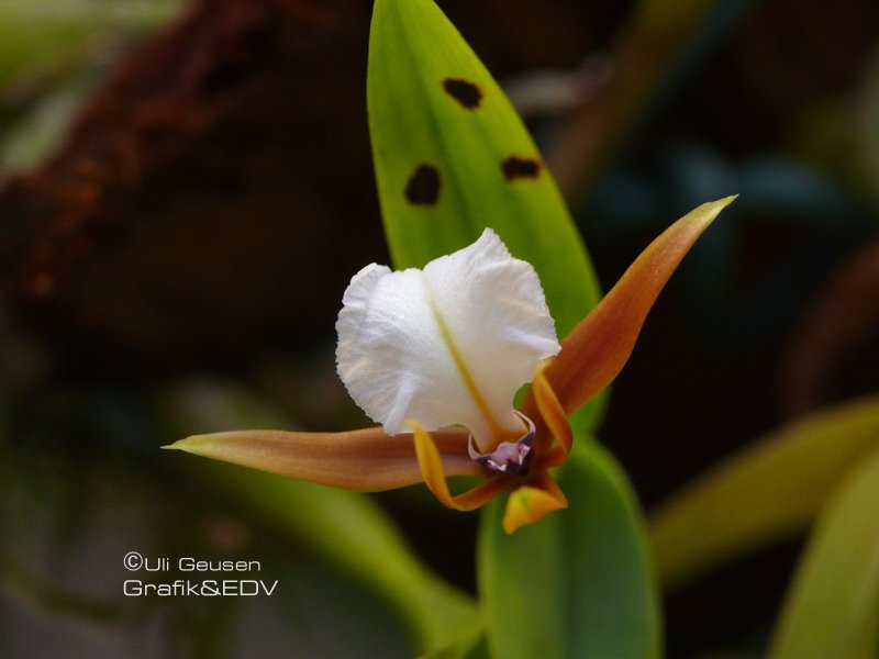 Encyclia polybulbon