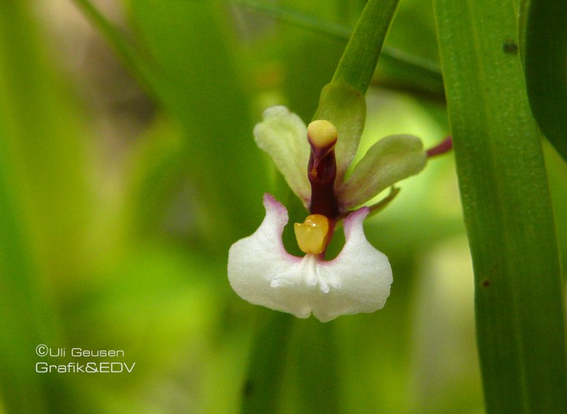 Ornithophora radicans (KEW accepted)