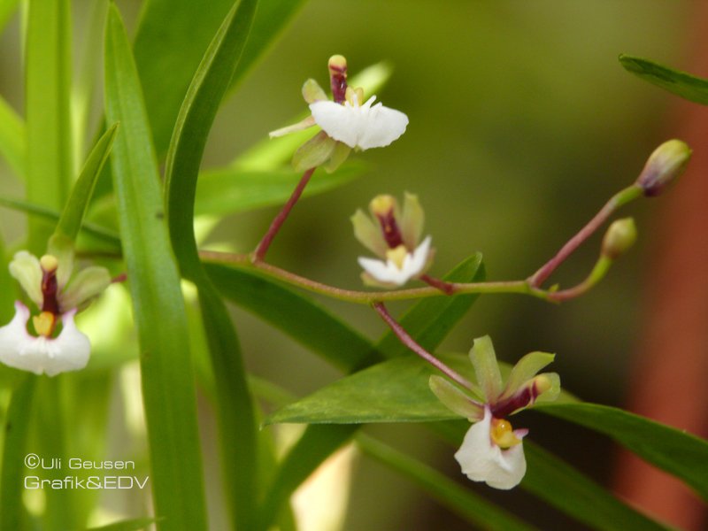 Ornithophora radicans (KEW accepted)