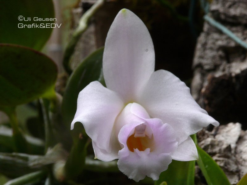 Laelia alaorii