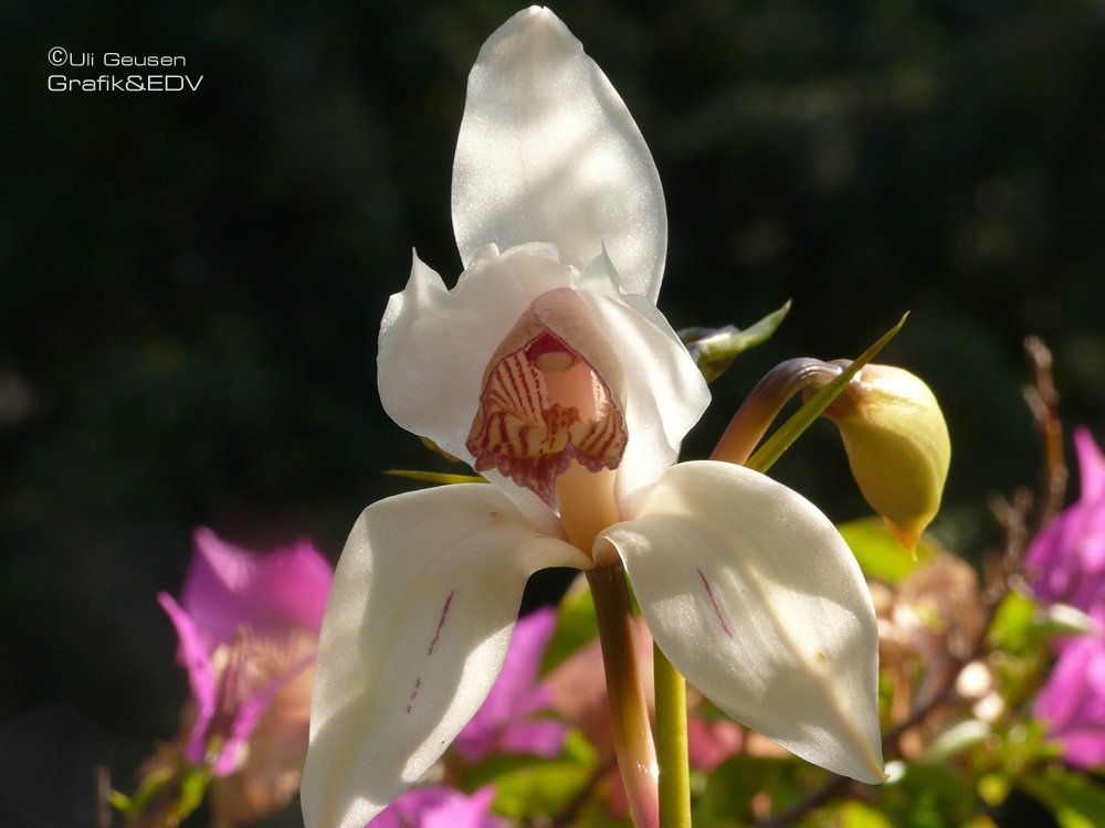 Cymbidium erythrostylum