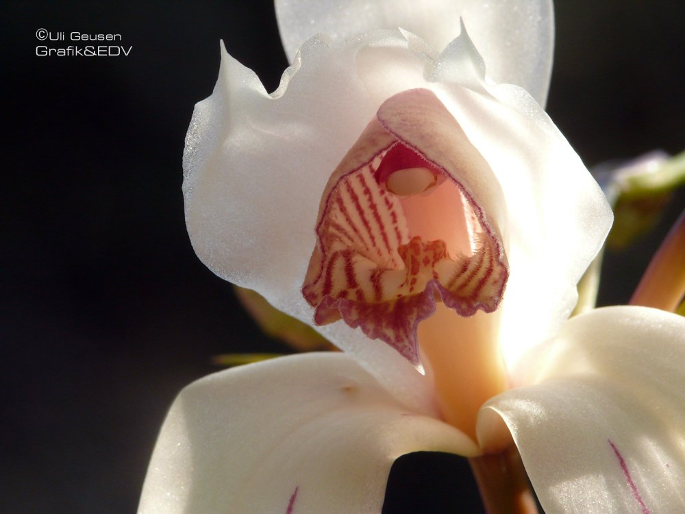 Cymbidium erythrostylum