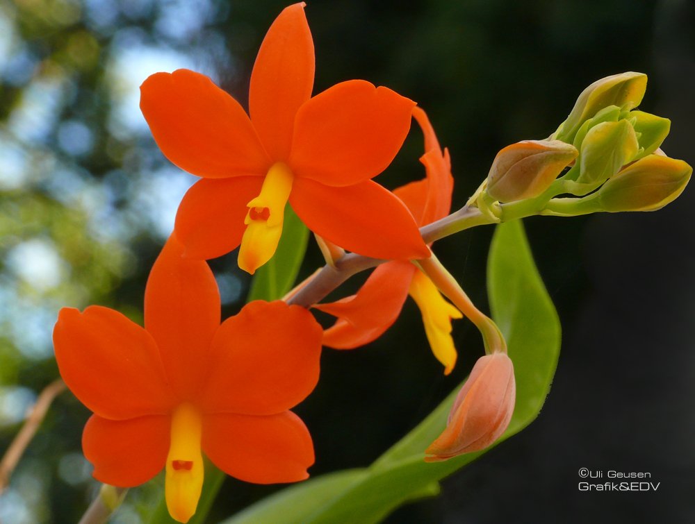 Encyclia vitellina