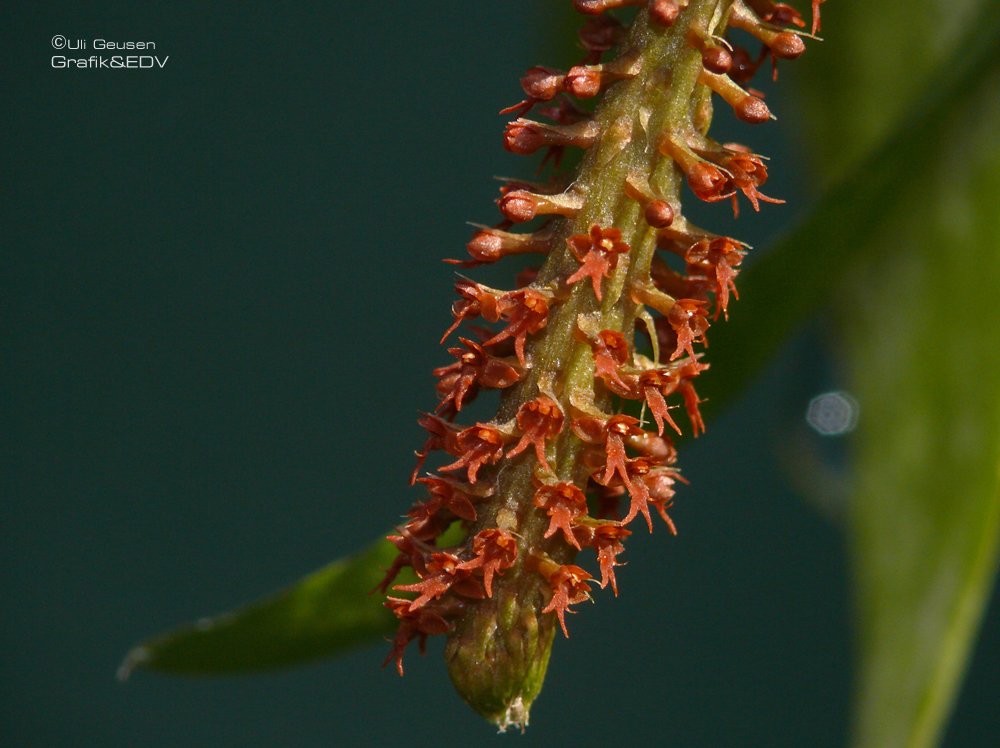 Oberonia lotsyana
