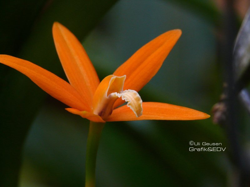 Laelia harpophylla