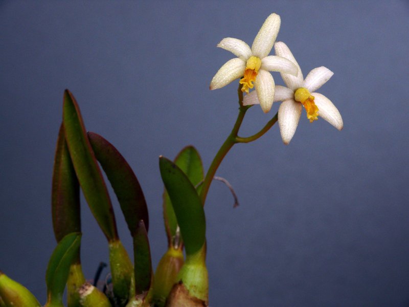 Laelia fournieri