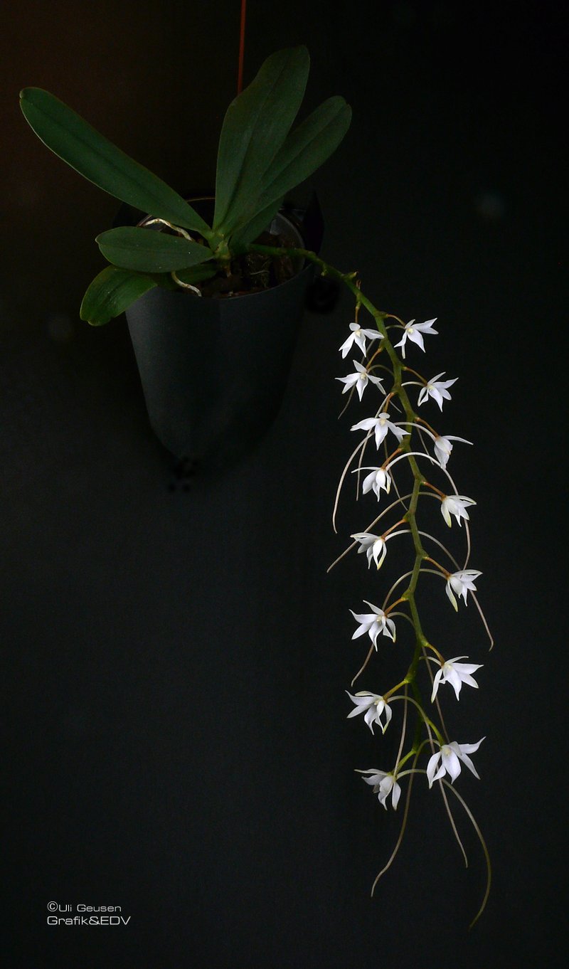 Aerangis articulata