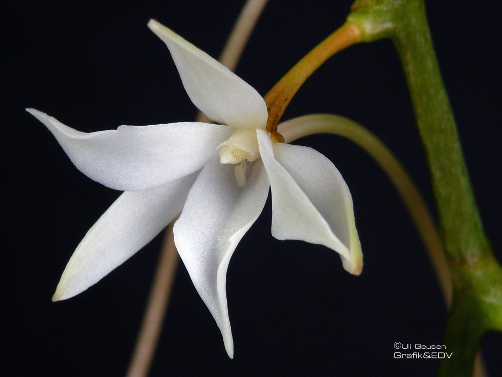 Aerangis articulata