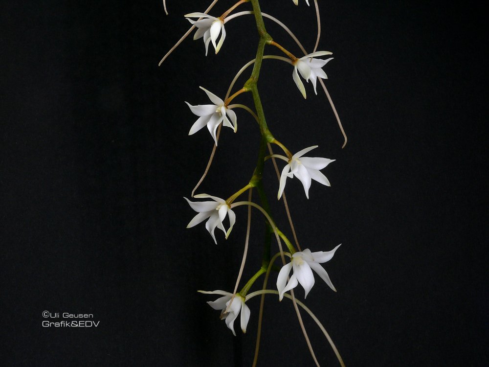 Aerangis articulata