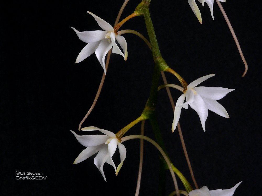 Aerangis articulata