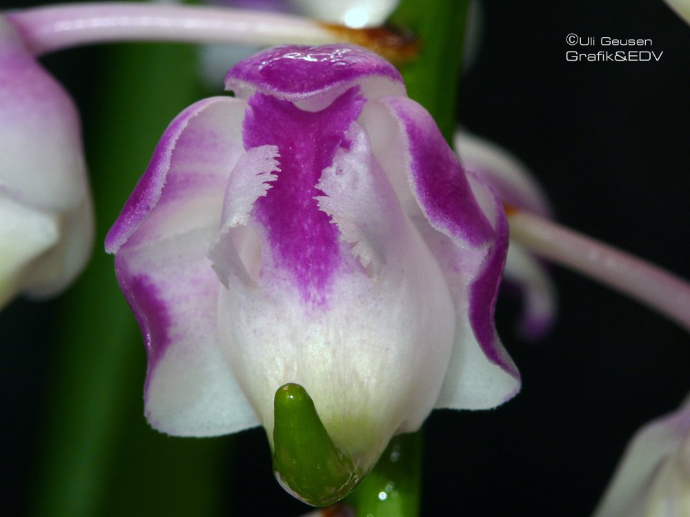 Aerides lawrenceae
