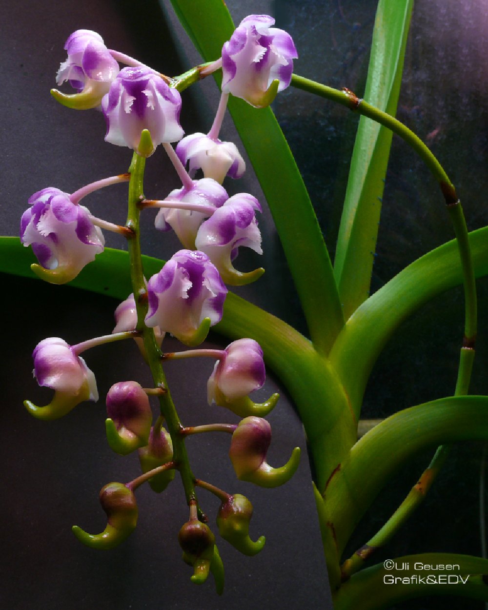 Aerides lawrenceae