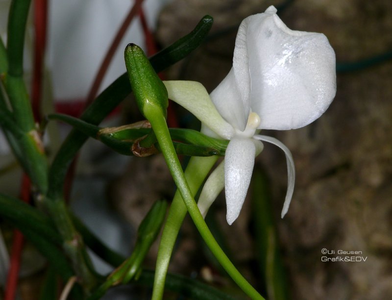 Angraecum scottianum