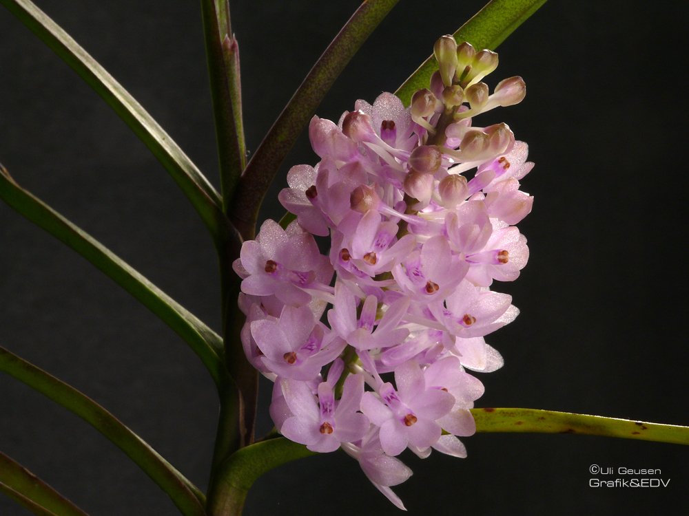 Ascocentrum christensonianum