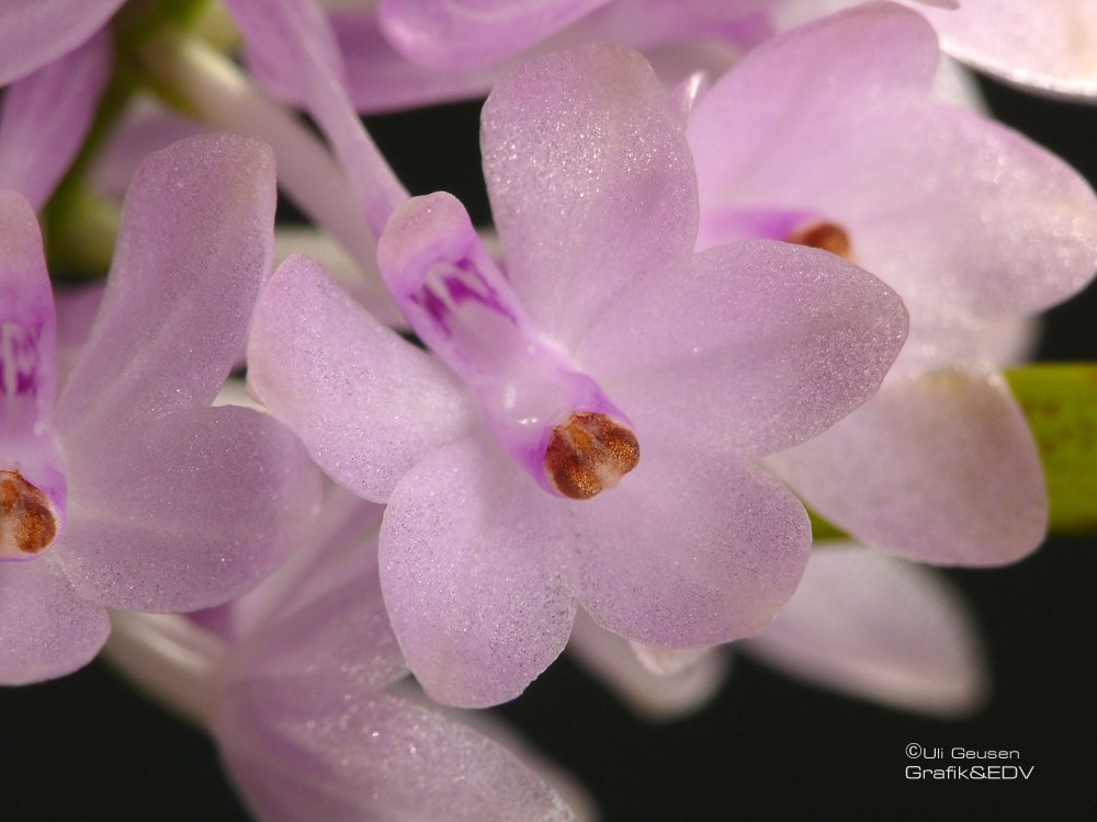 Ascocentrum christensonianum