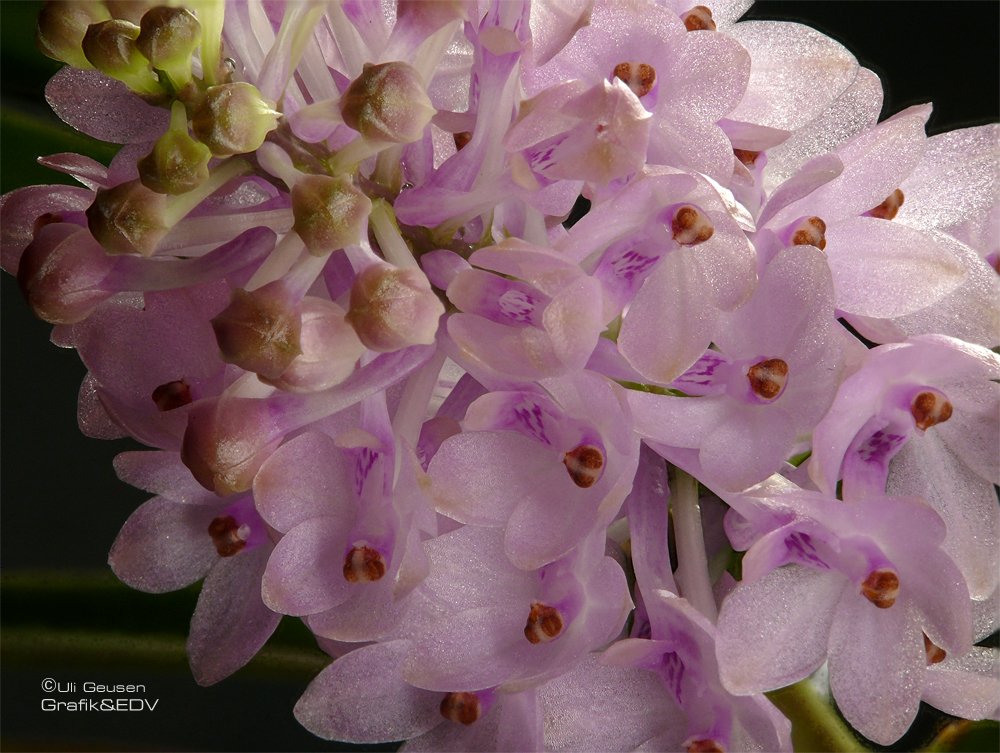 Ascocentrum christensonianum