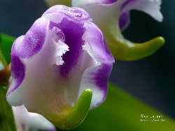 Aerides lawrenceae