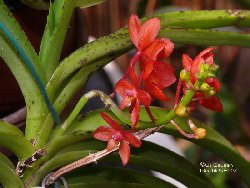 Ascocentrum curvifolium