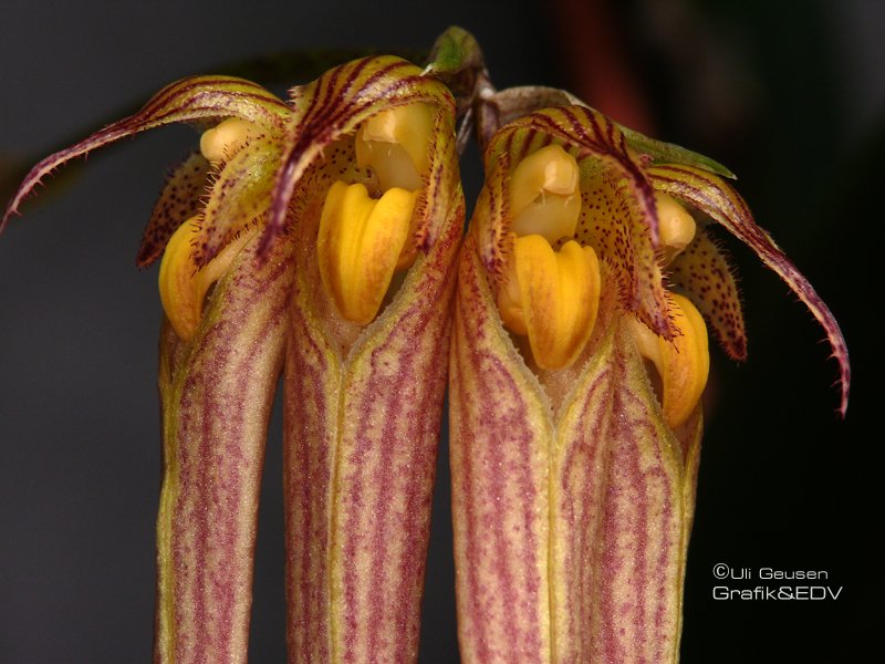 Bulbophyllum longissimum