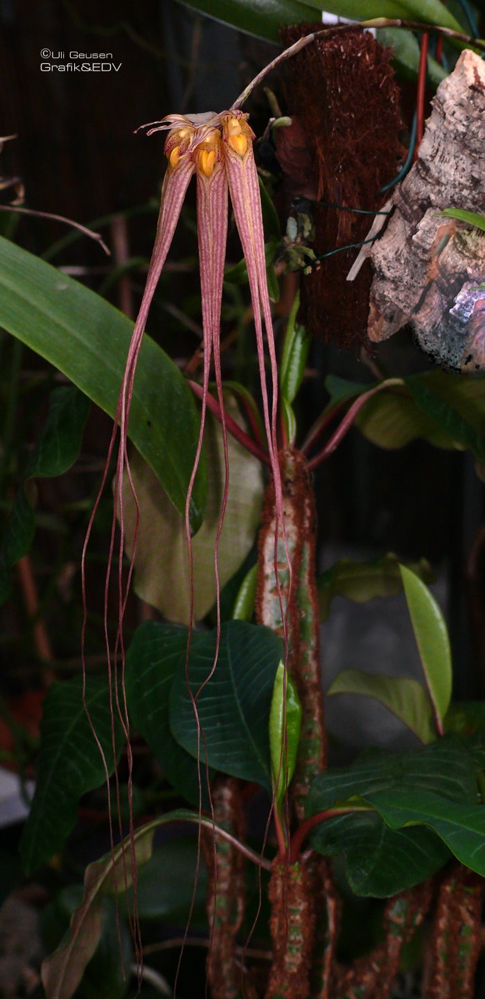 Bulbophyllum longissimum