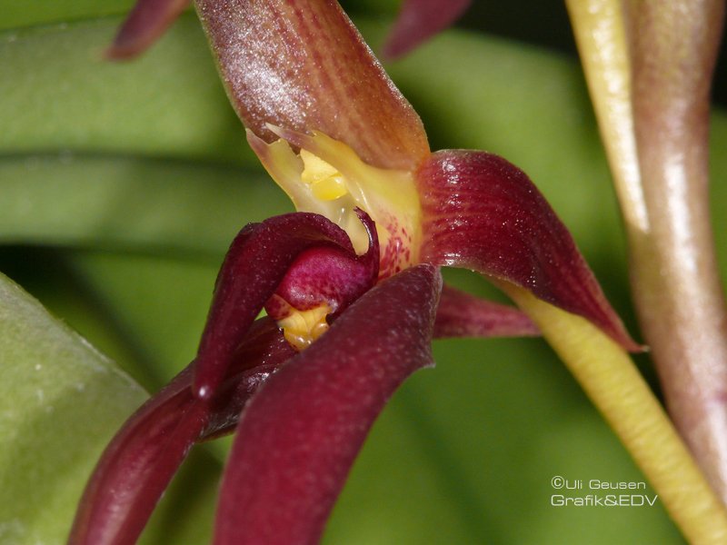 Bulbophyllum nymphopolitanum