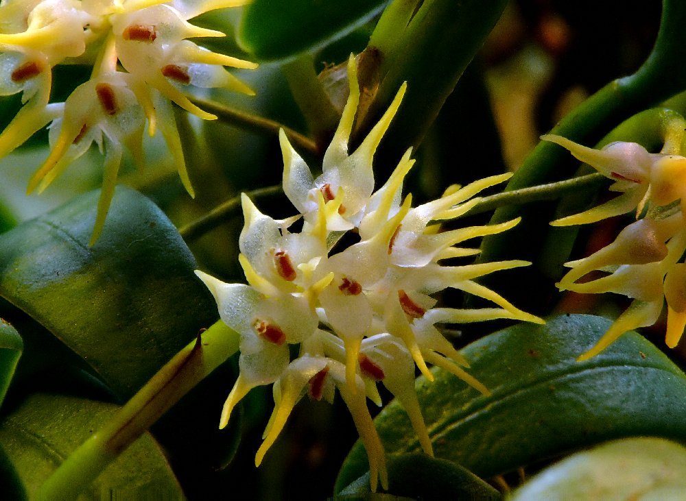 Bulbophyllum odoratissimum