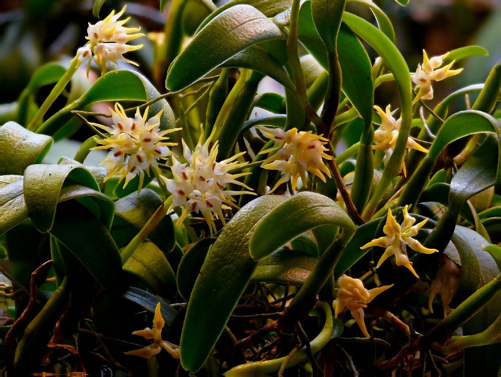 Bulbophyllum odoratissimum