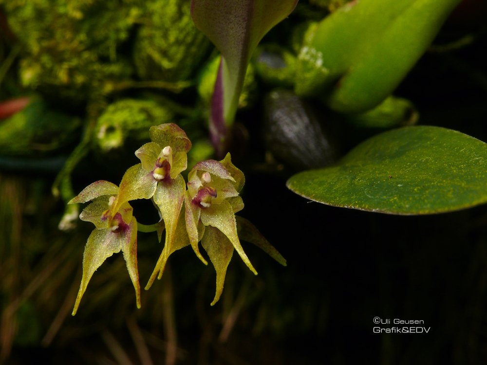 Bulbophyllum nymphopolitanum