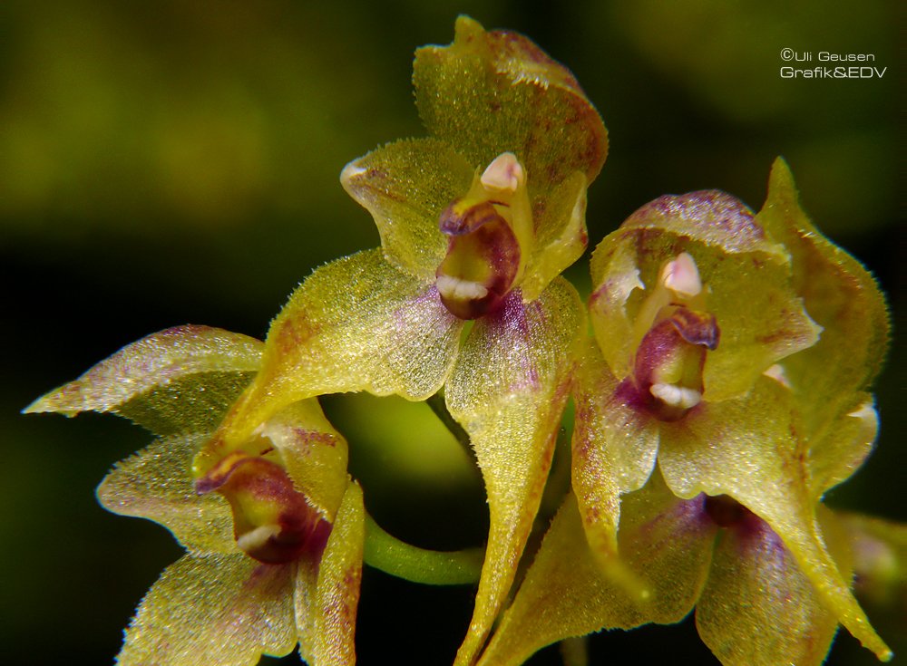 Bulbophyllum psychoon