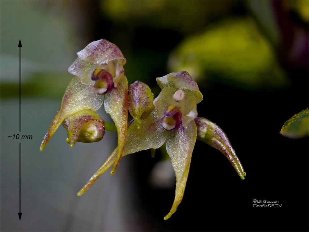 Bulbophyllum psychoon