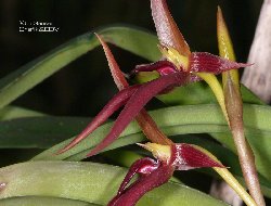 Bulbophyllum nymphopolitanum