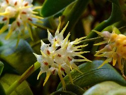 Bulbophyllum odoratissimum