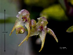 Bulbophyllum psychoon