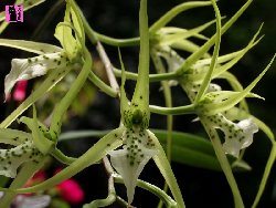 Brassia verrucosa