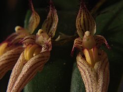 Bulbophyllum Louis Sander