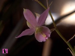 Barkeria melanocaulon