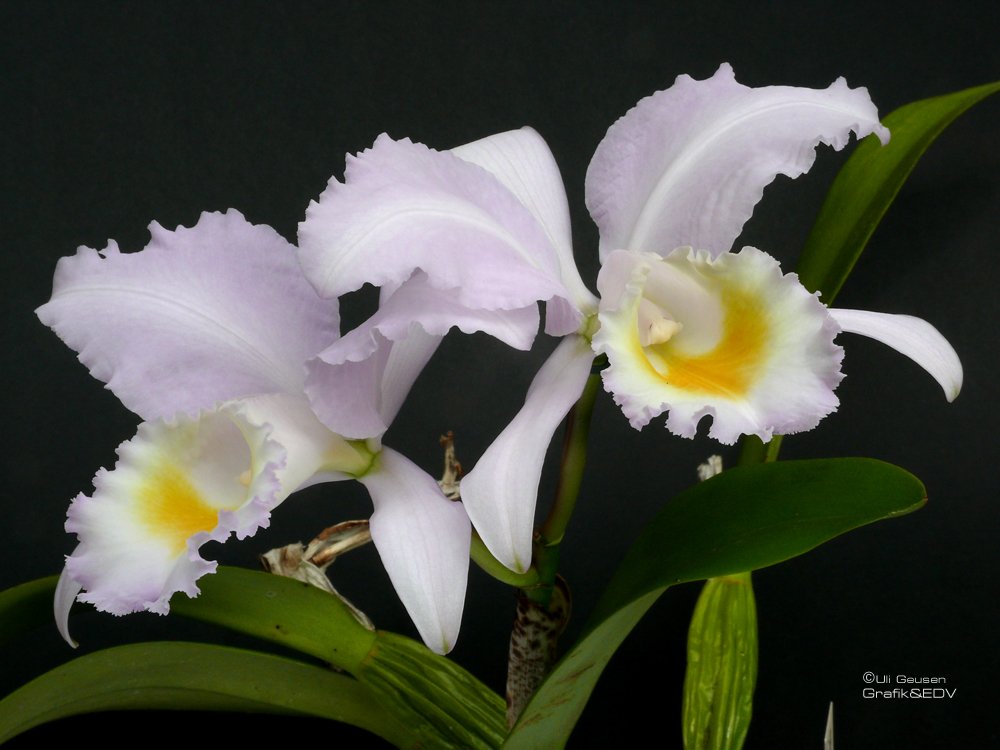 Cattleya Hybrid