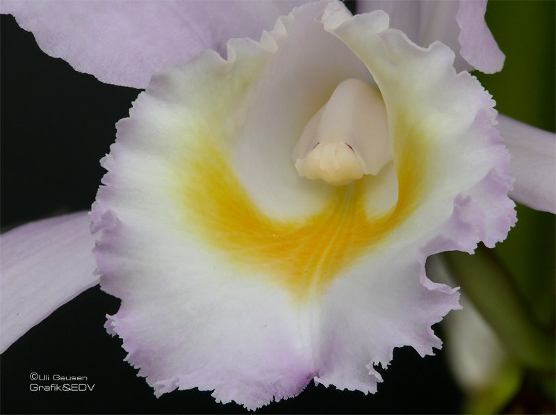 Cattleya Hybride