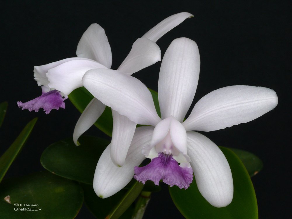 Cattleya intermedia coerulea