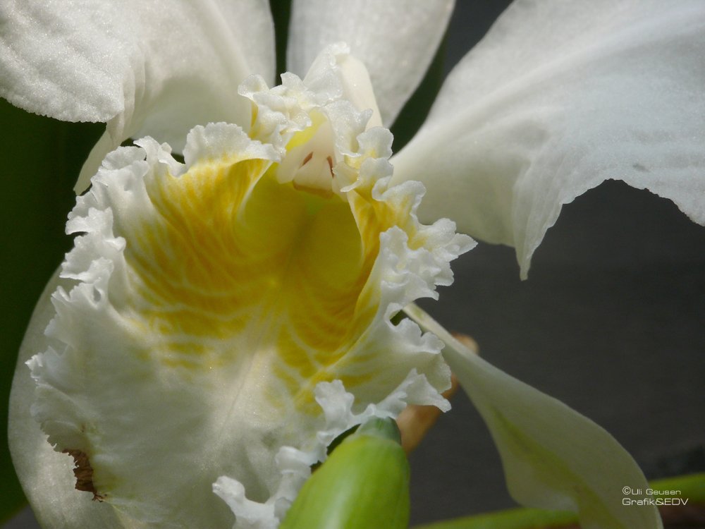 Cattleya mossiae var. Wagneri